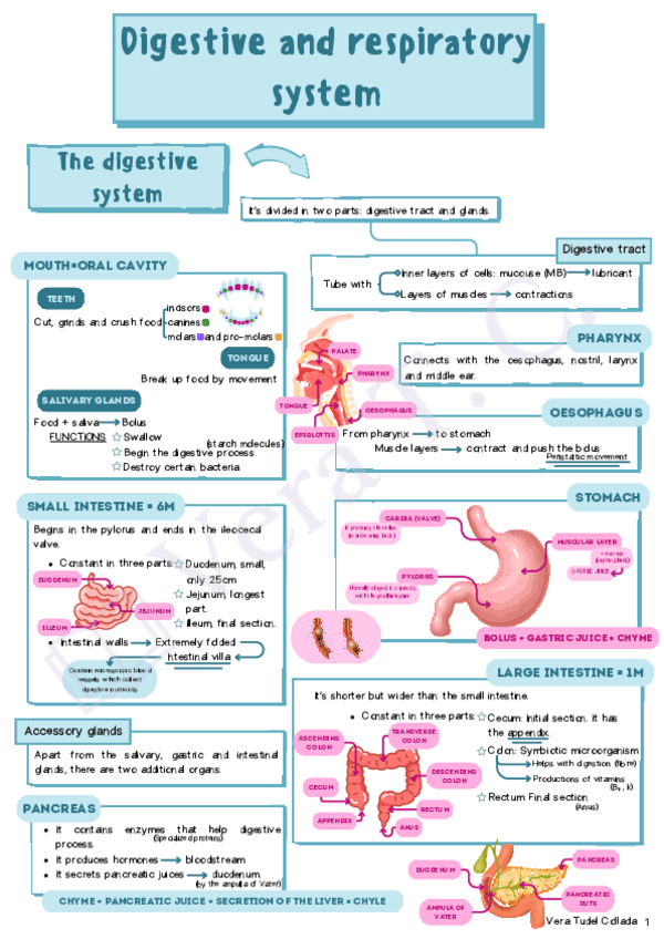 Miniatura del documento Digestive-and-respiratory-system.pdf
