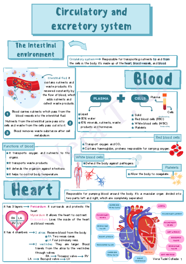 Miniatura del documento Circulatory-and-excretory-system.pdf