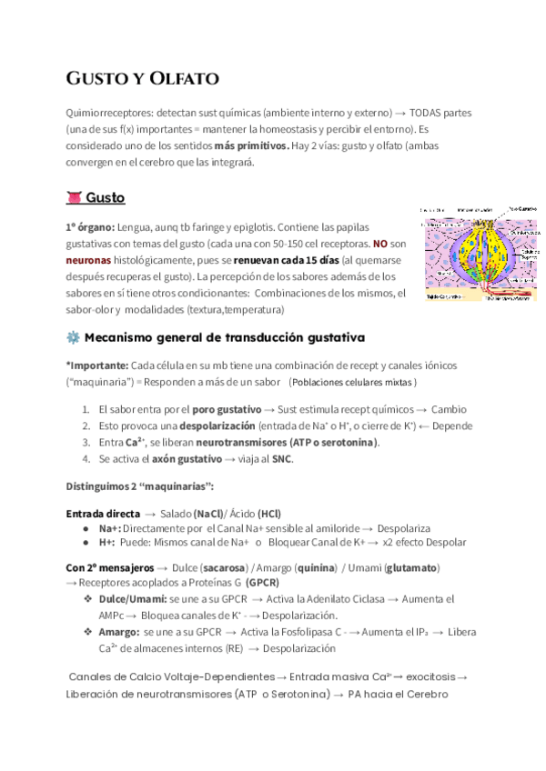 Miniatura del documento Gusto-y-Olfato.pdf