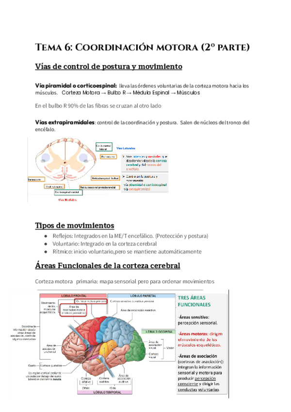 Miniatura del documento Tema-6-Coordinacion-motora-2o-parte.pdf