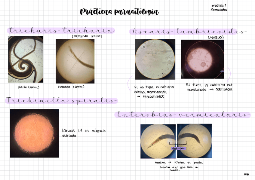 Miniatura del documento Practicas-Parasitologia+ cuaderno.pdf.pdf