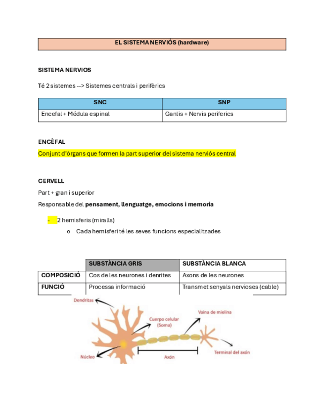 Miniatura del documento Apunts-bloc-2-funcions-cognitives.pdf