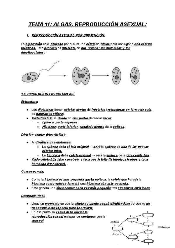 Miniatura del documento BOTANICA-1-TEMA-11-ALGAS-REPRODUCCION-ASEXUAL.pdf