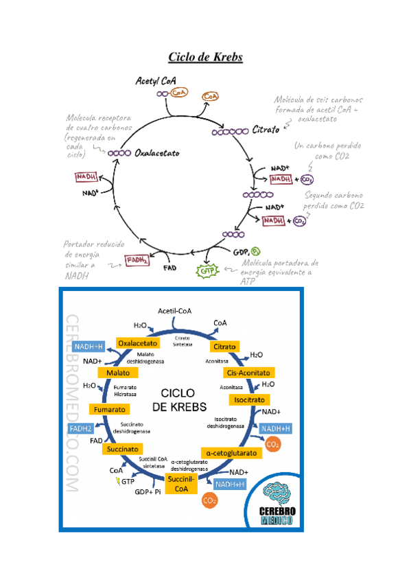 Miniatura del documento Ciclo-de-Krebs.pdf