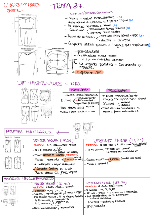 Miniatura del documento Imagenes-y-resumenes-anatomia-2.pdf
