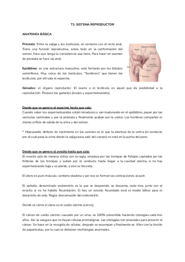 Miniatura del documento Reproductor-I.pdf