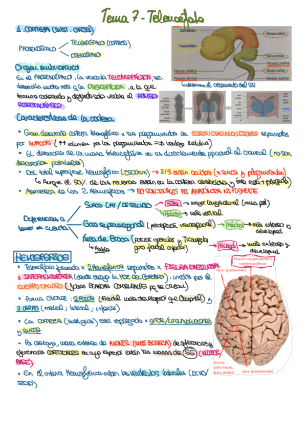 Miniatura del documento TEMA-7-TELENCEFALO.pdf