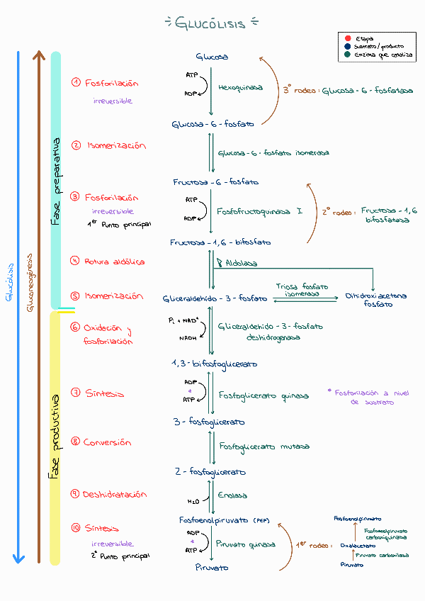 Miniatura del documento Esquema-Glucolisis-y-Gluconeogenesis.pdf