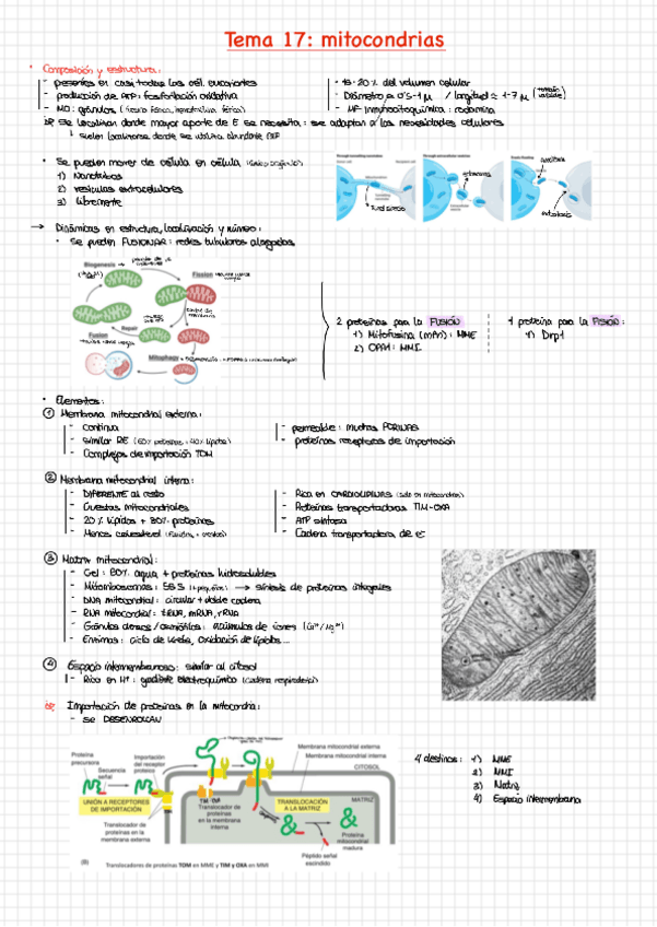 Miniatura del documento Tema-17.pdf