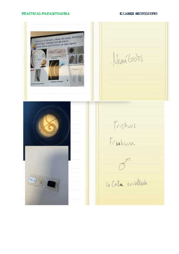 Miniatura del documento PRACTICAS-PARASITOLOGIA.pdf