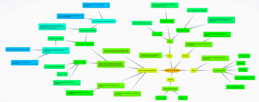 Miniatura del documento T1-PARTES-DE-LA-NEURONA.png
