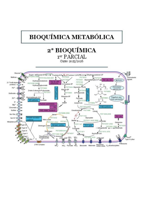 Miniatura del documento Bioquimica-metabolica.pdf