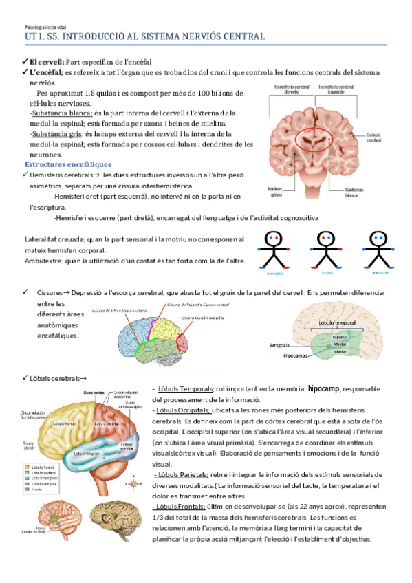 Miniatura del documento Sistema central y TEMA 6.pdf.pdf