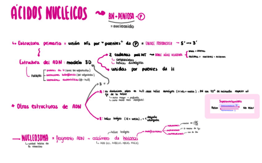 Miniatura del documento Acidos-Nucleicos.pdf
