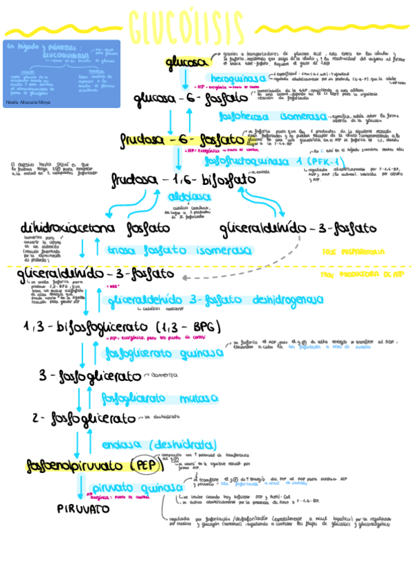Miniatura del documento Glucolisis.pdf