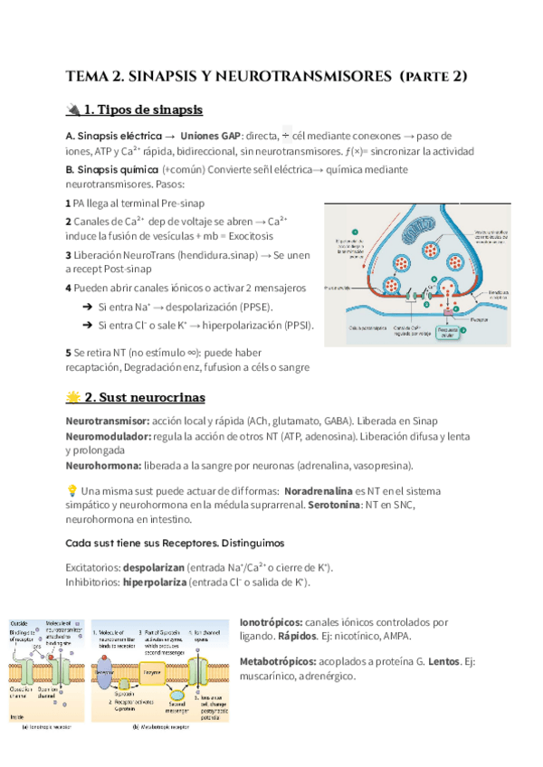 Miniatura del documento Tema-2-Fisiologia-de-los-tejidos-excitables-parte-2.pdf