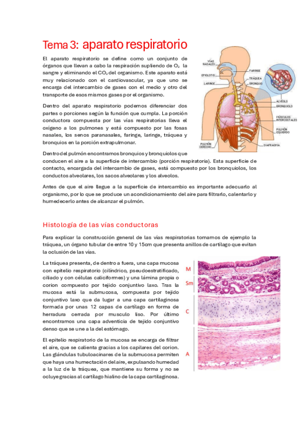 Miniatura del documento Tema-3-Respiratorio.pdf