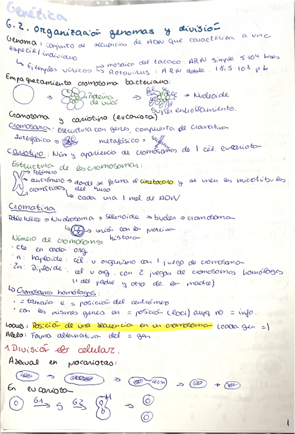 Miniatura del documento Apuntes-genetica-2-82425.pdf