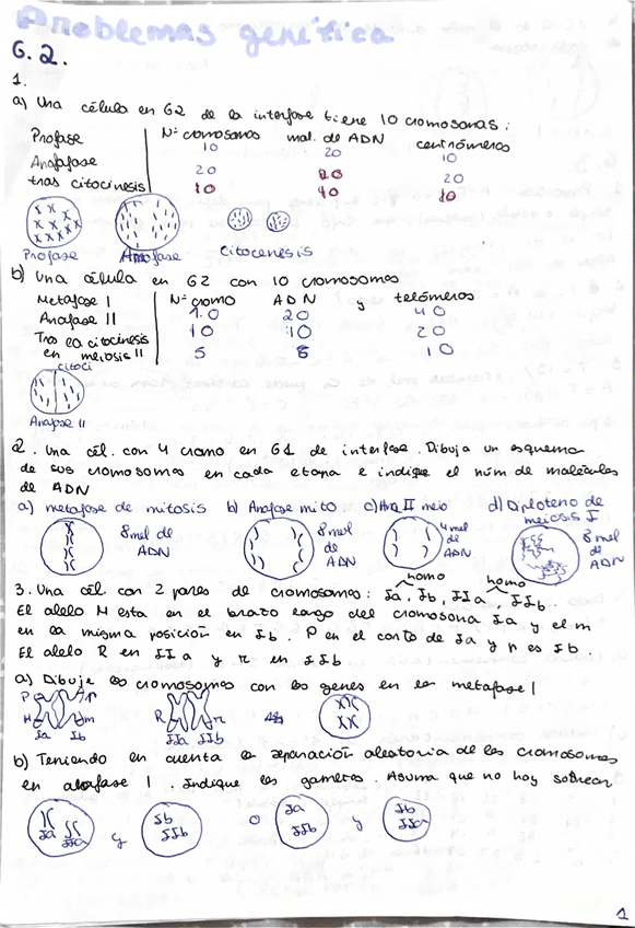 Miniatura del documento Problemas-genetica-24-25.pdf