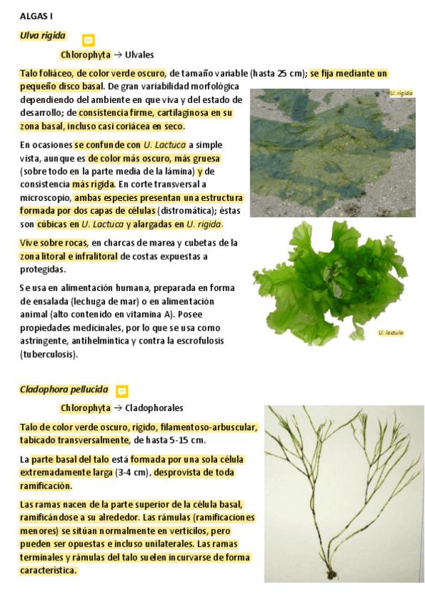 Miniatura del documento ALGAS I.pdf