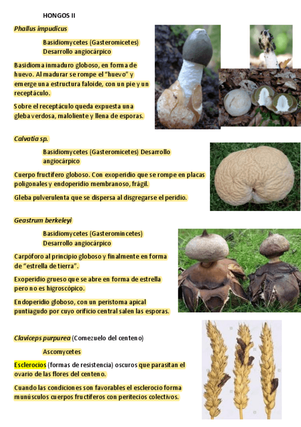 Miniatura del documento HONGOS II.pdf