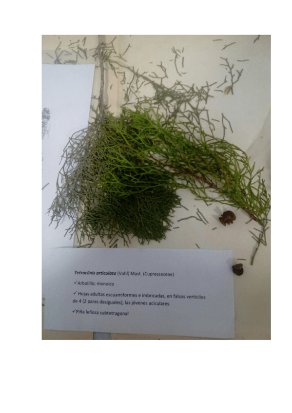 Miniatura del documento GIMNOSPERMAS.pdf