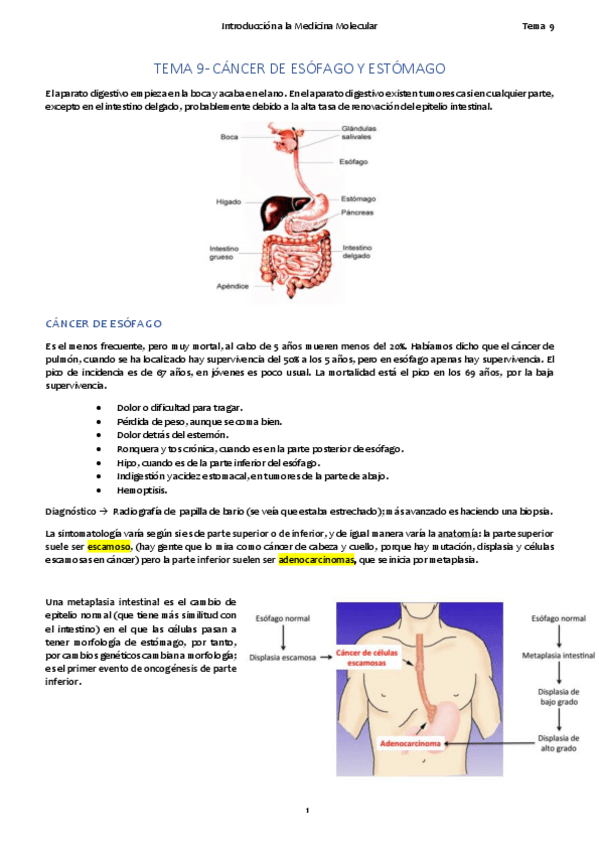 Miniatura del documento TEMA 9. Esófago y estómago.pdf