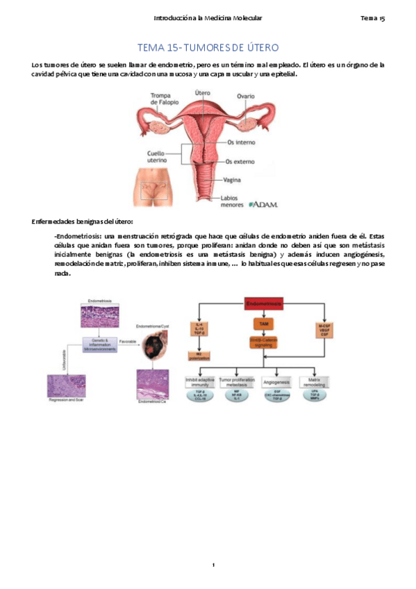 Miniatura del documento TEMA 15. Útero.pdf