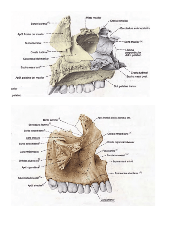 Miniatura del documento huesos5-7.pdf