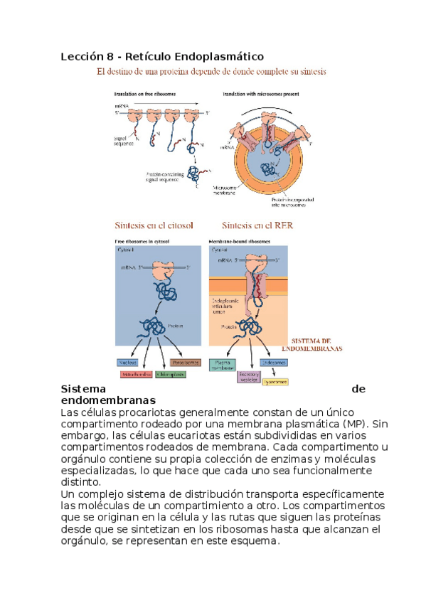 Miniatura del documento Leccion 8.docx