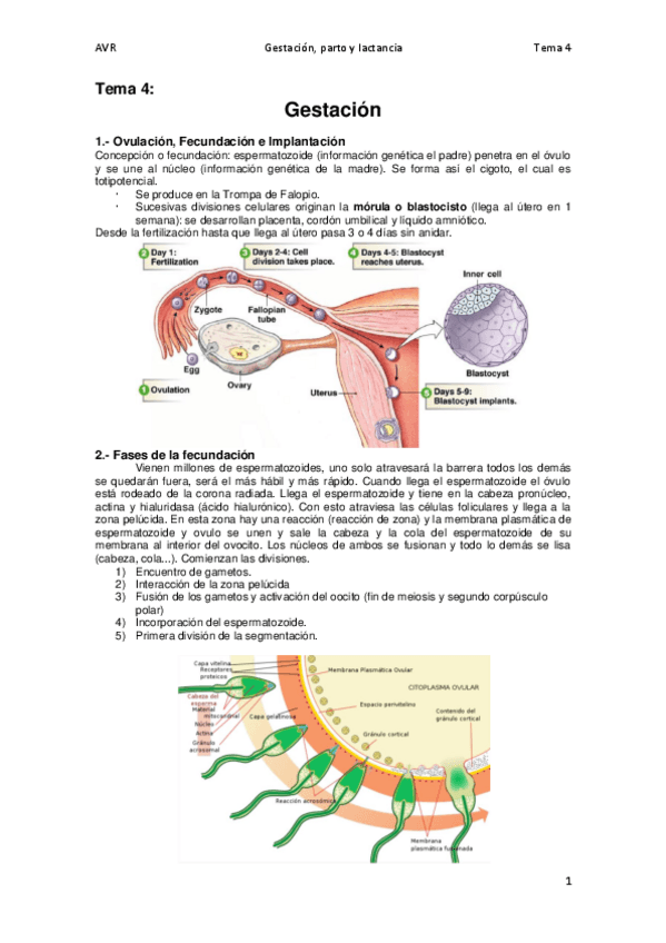 Miniatura del documento Tema 4. Gestación- parto y lactancia.pdf