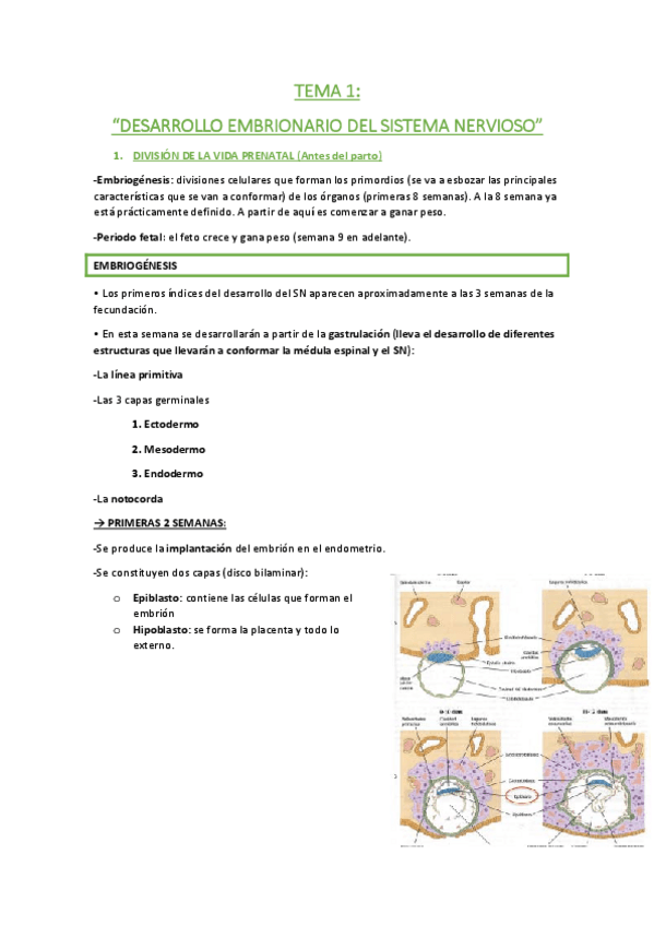 Miniatura del documento TEMA 1.pdf