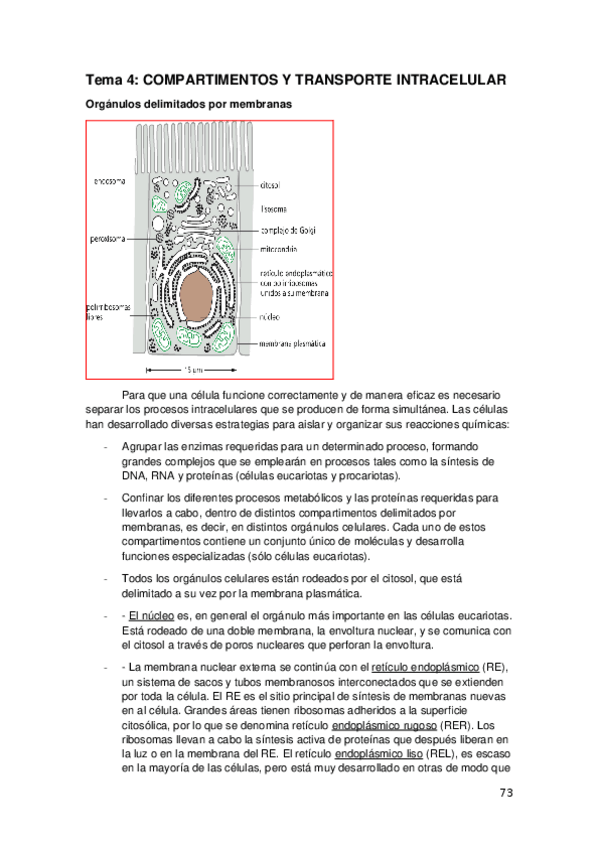 Miniatura del documento Tema 4.docx