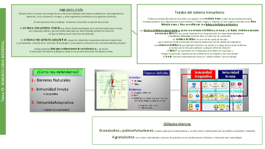 Miniatura del documento PATO Tema 13 Inmunologia.pdf