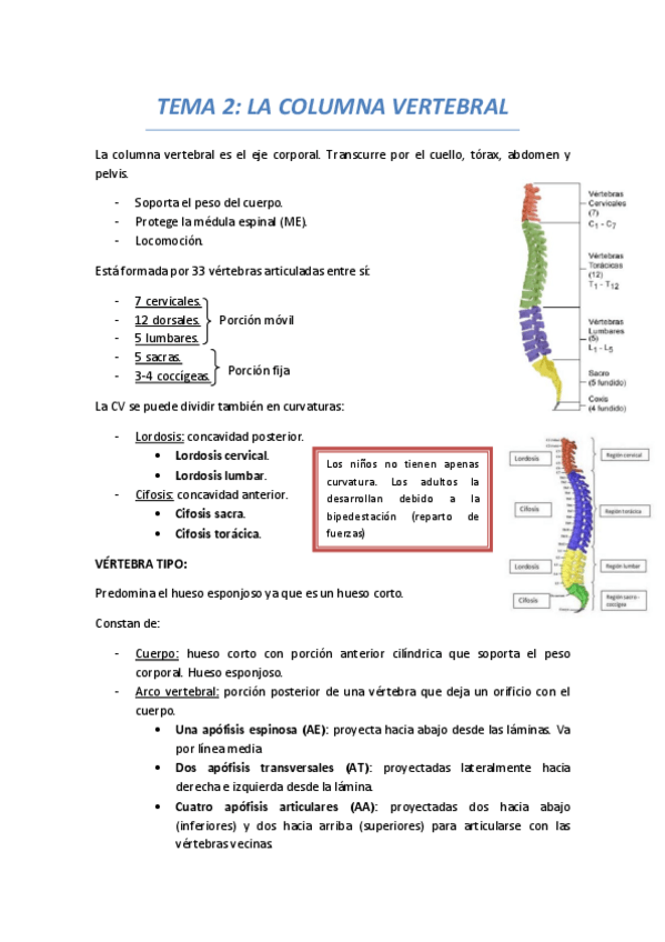 Miniatura del documento TEMA 2 COLUMNA VERTEBRAL.pdf
