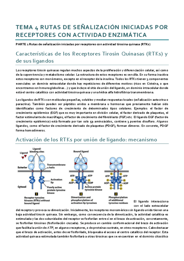 Miniatura del documento Dinámica_Tema 4.pdf