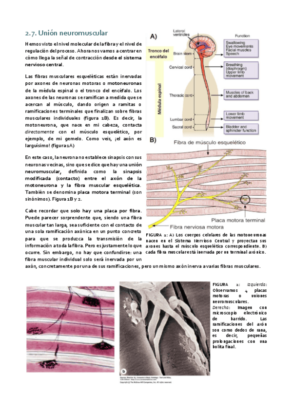 Miniatura del documento Histología_Tema 6 II.pdf