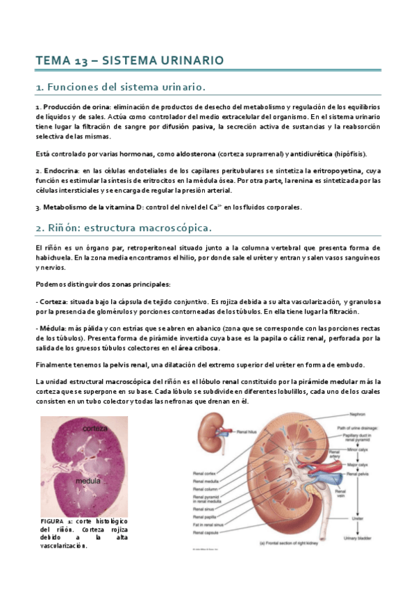 Miniatura del documento Histología_Tema 13.pdf