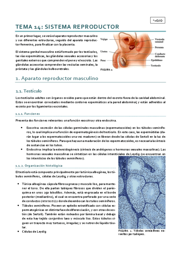 Miniatura del documento Histología_Tema 14.pdf
