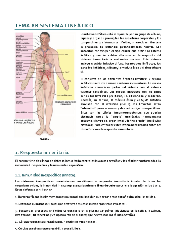 Miniatura del documento Histología_Tema 8B.pdf