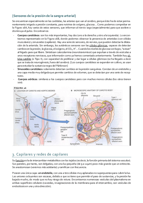 Miniatura del documento Histología_Tema 9 II.pdf