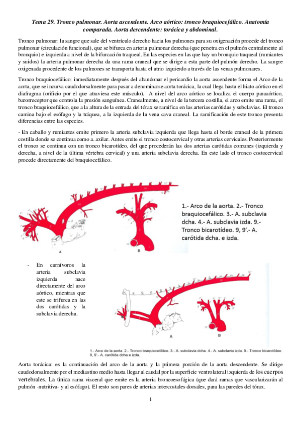 Miniatura del documento anato-convertido.pdf