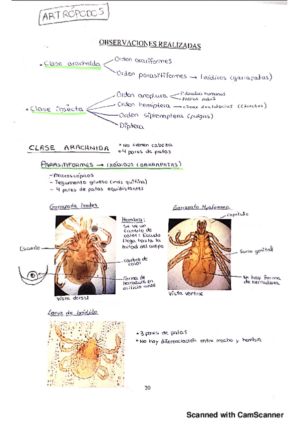 Miniatura del documento Prácticas parasitología.pdf