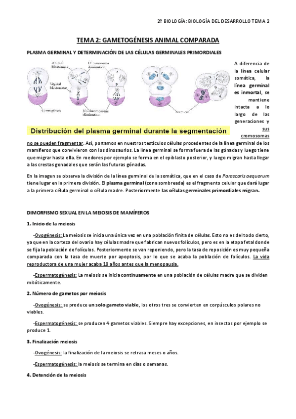 Miniatura del documento TEMA 2 gametogénesis comparada .pdf