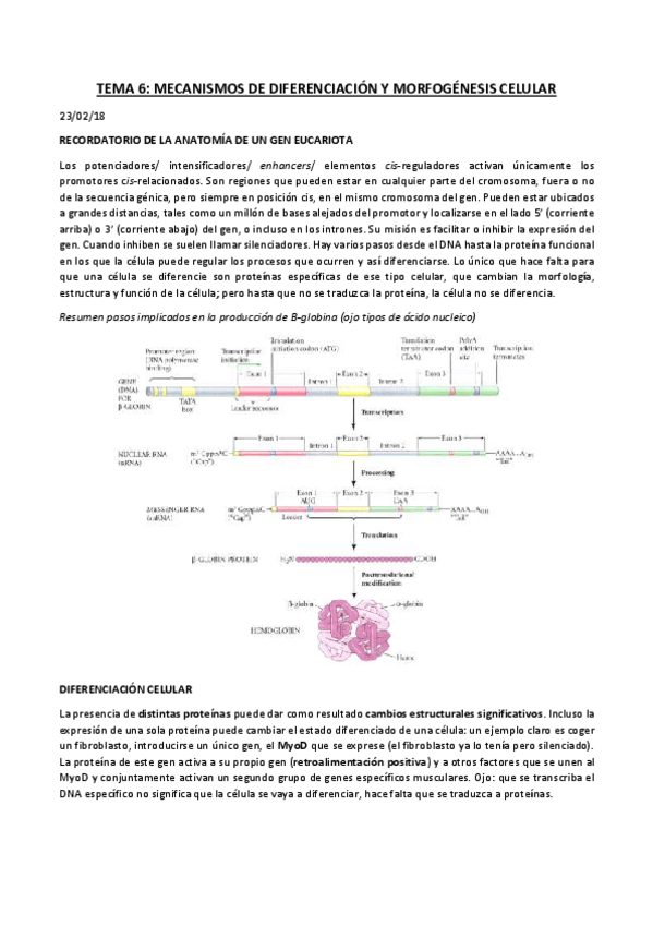 Miniatura del documento TEMA 6 diferenciación.pdf