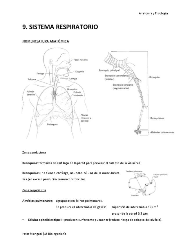 Miniatura del documento 09 Sistema respiratorio.pdf