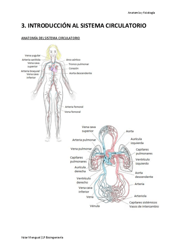 Miniatura del documento 03 Introducción al sistema circulatorio.pdf