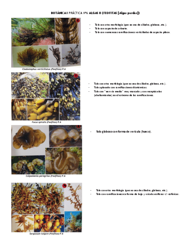 Miniatura del documento BOTANICA I PRACTICA Nº6y7 ALGAS.pdf