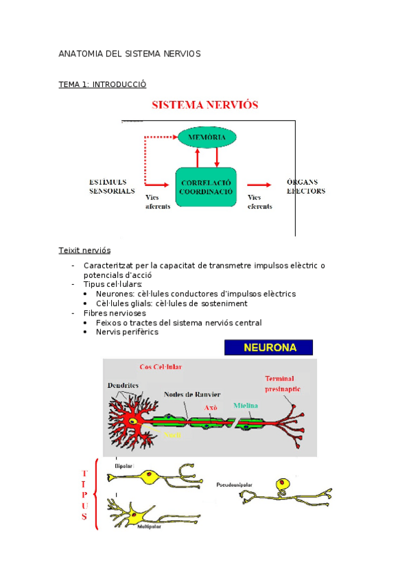Miniatura del documento resum anatomia.docx