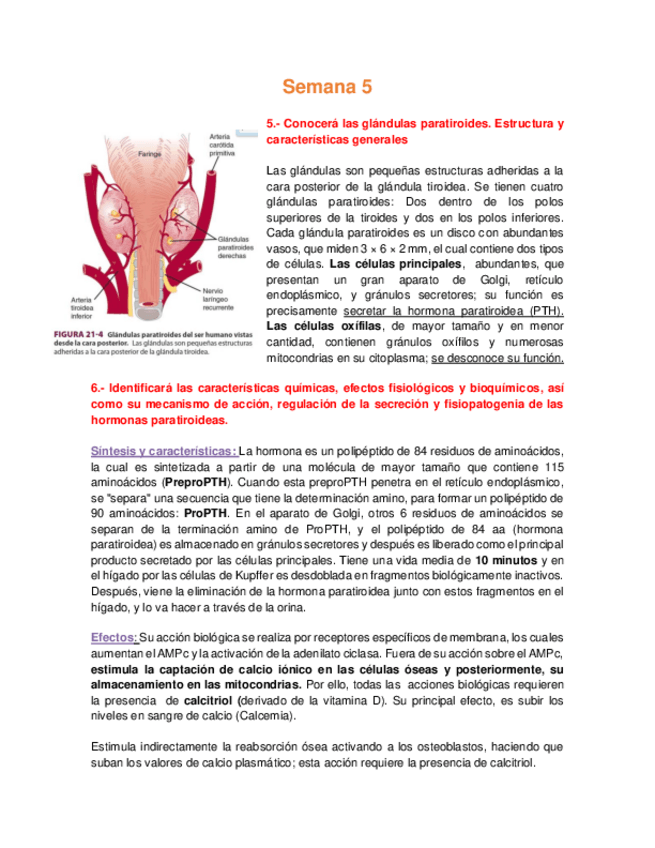 Miniatura del documento Bioca CDI - Semana 5 PTH.pdf